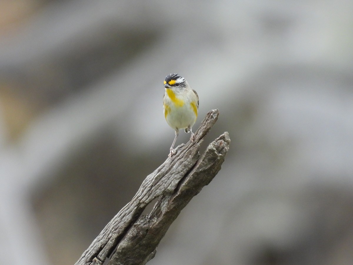 Striated Pardalote (Striated) - ML644067333