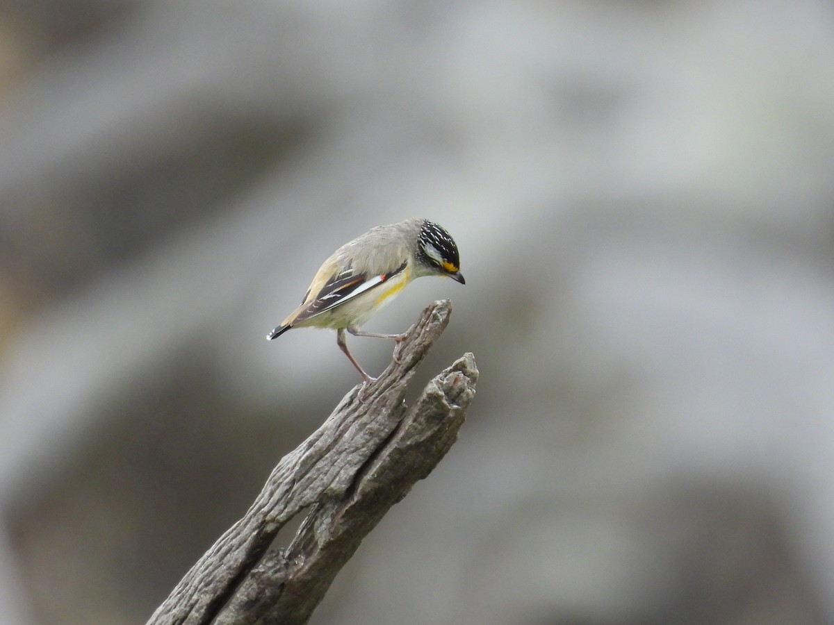 Striated Pardalote (Striated) - ML644067336