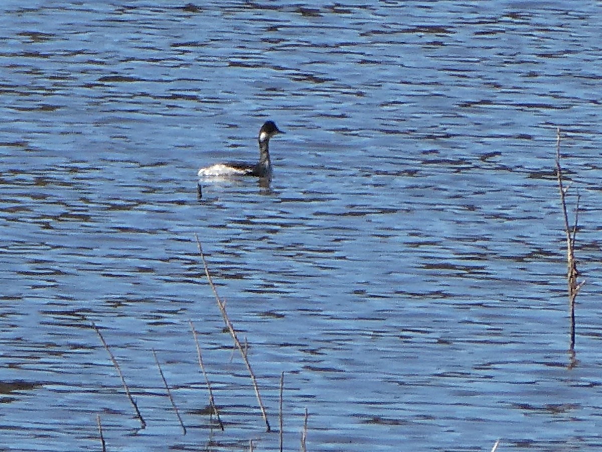 Eared Grebe - ML644067340