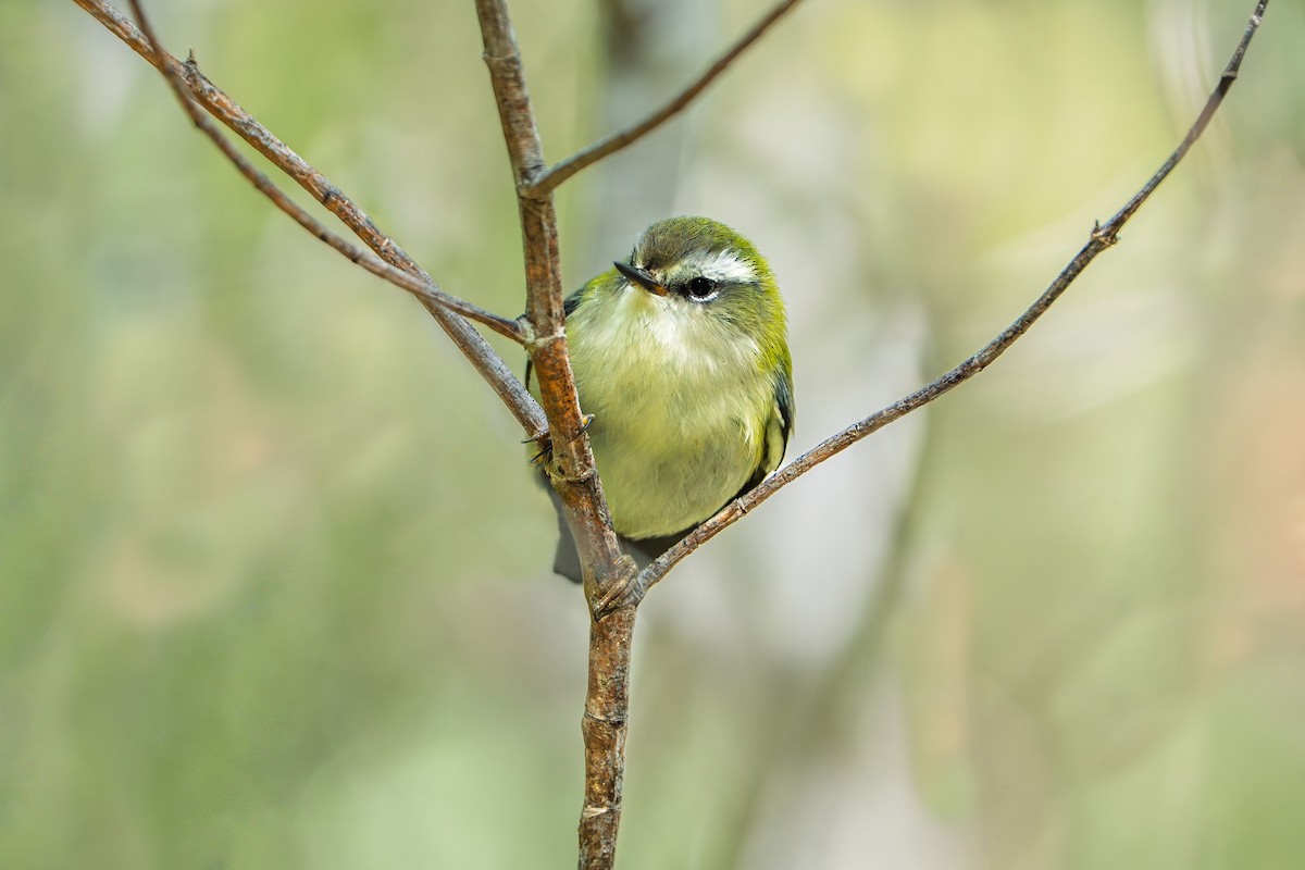 Зелёный стрелок - ML644067343