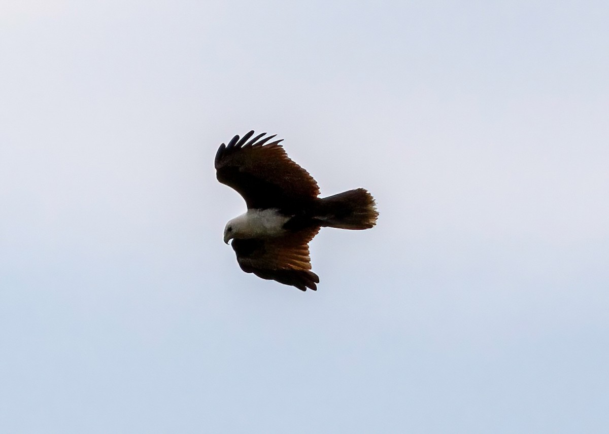 Brahminy Kite - ML644067351