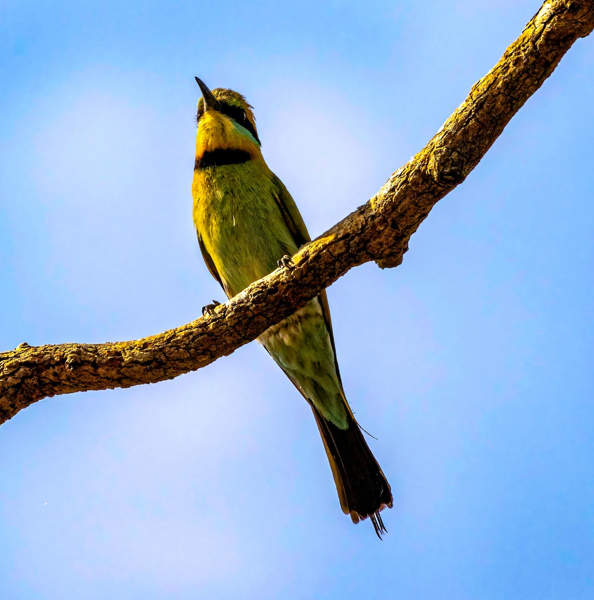 Rainbow Bee-eater - ML644067352