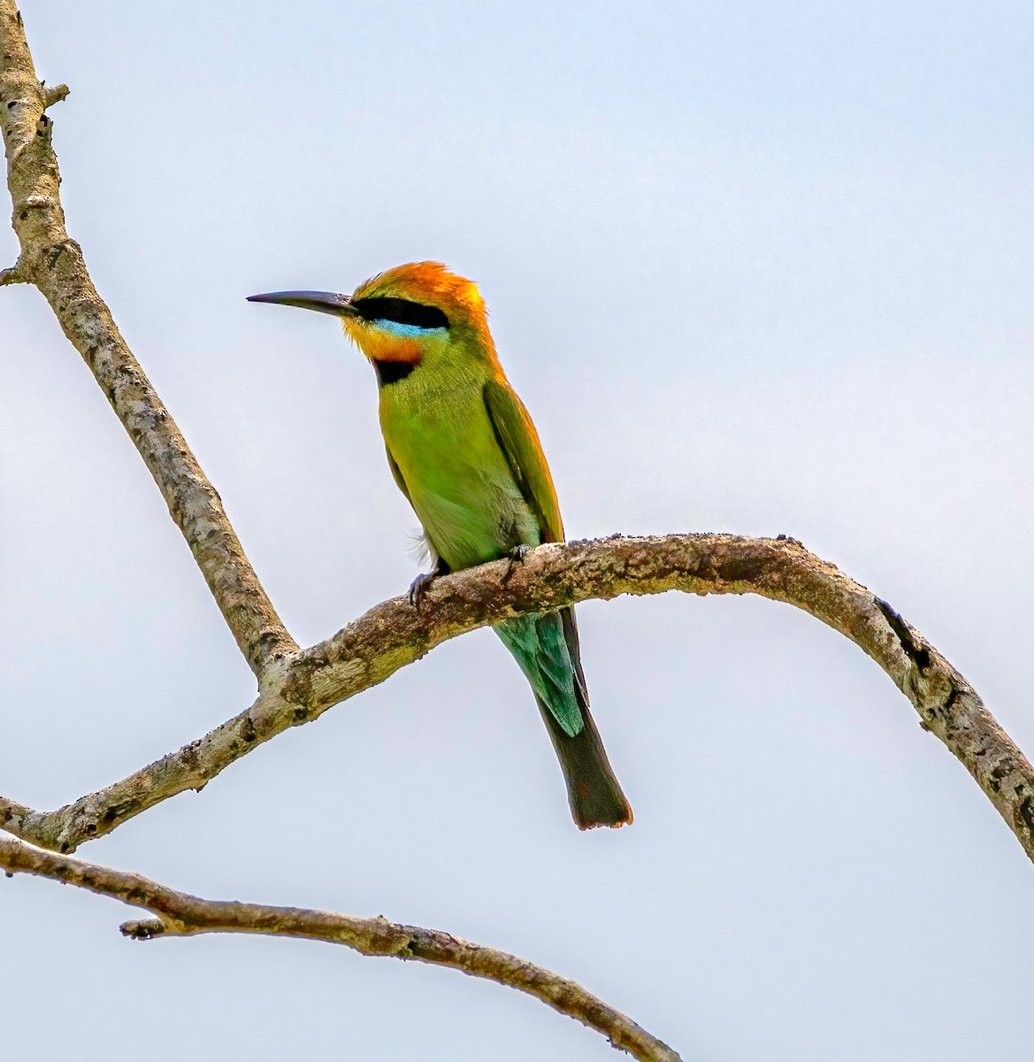 Rainbow Bee-eater - ML644067356