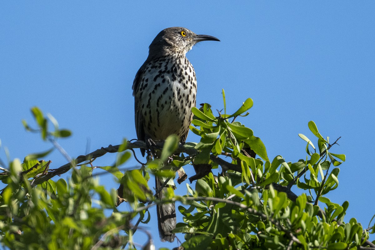 Gray Thrasher - ML644067361