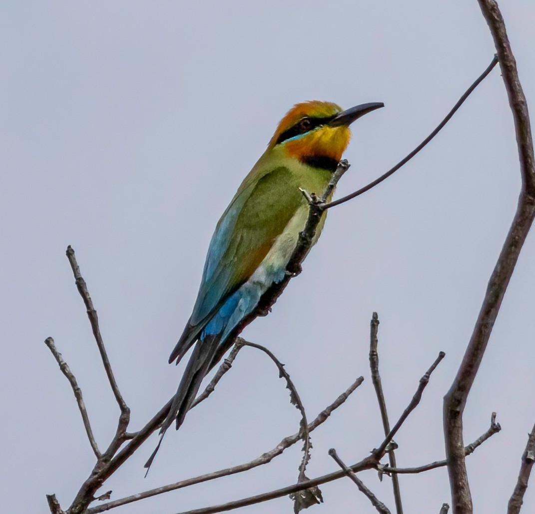Rainbow Bee-eater - ML644067364
