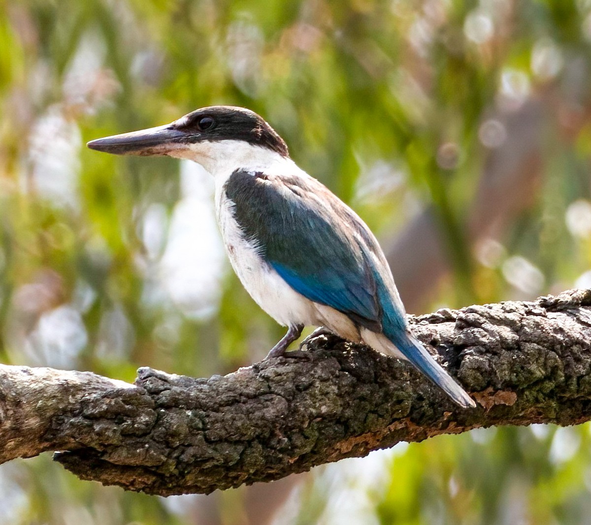 Torresian Kingfisher - ML644067372