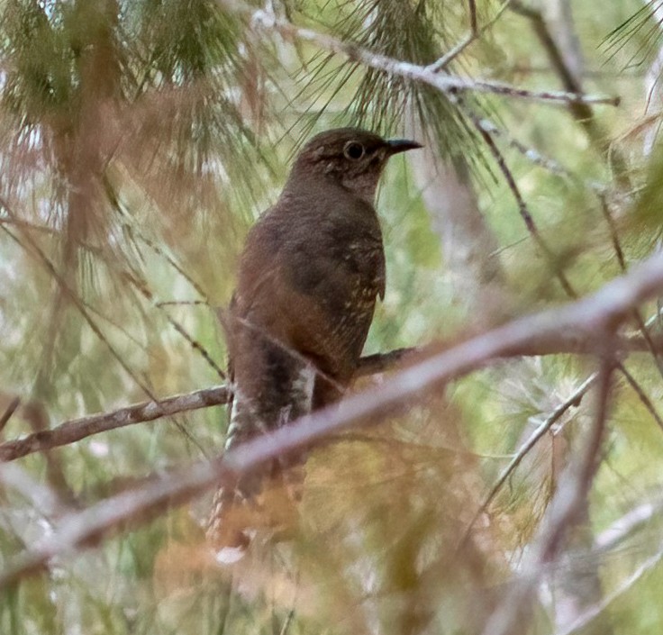 Sahul Brush Cuckoo - ML644067376