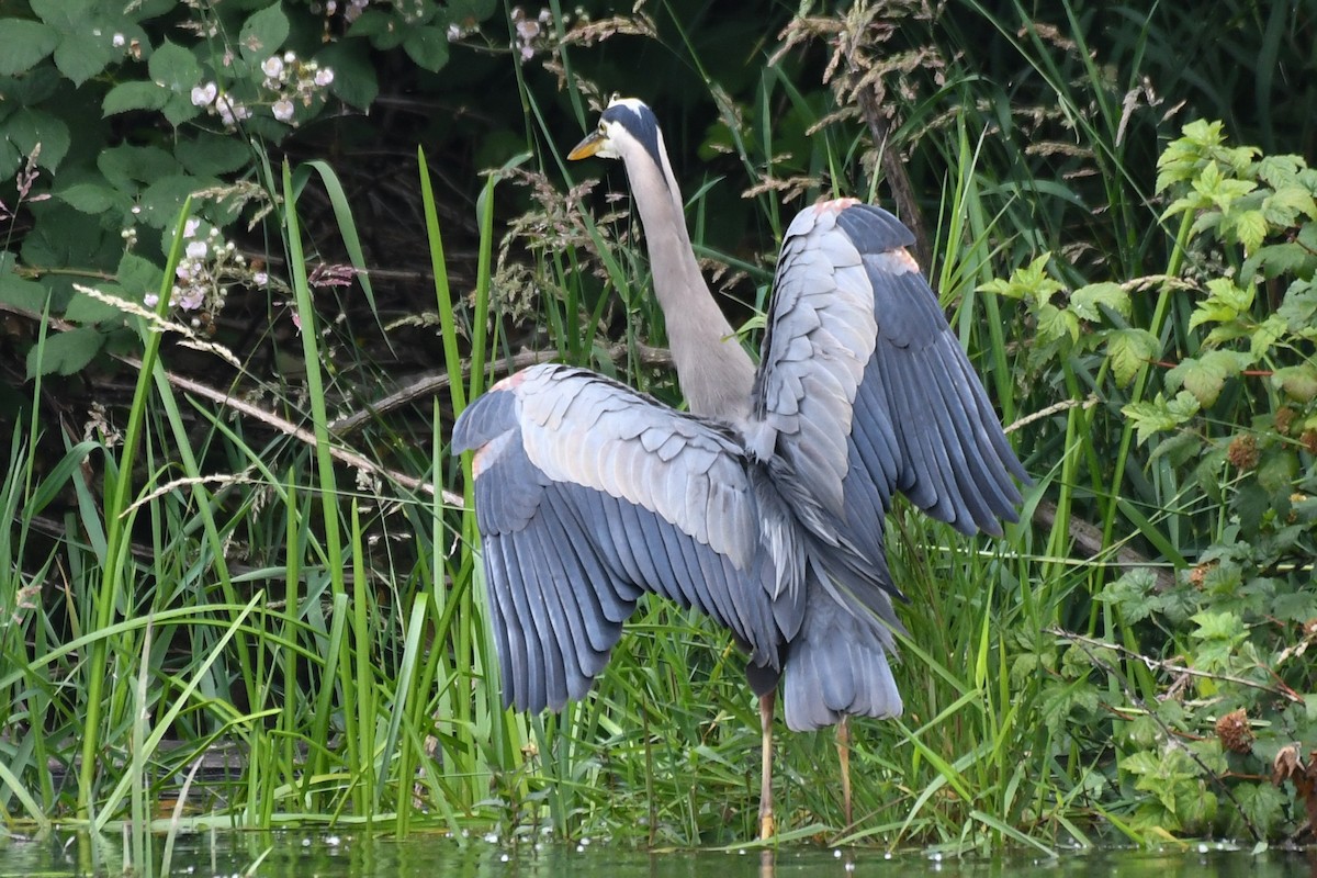 Great Blue Heron (Great Blue) - ML644067377