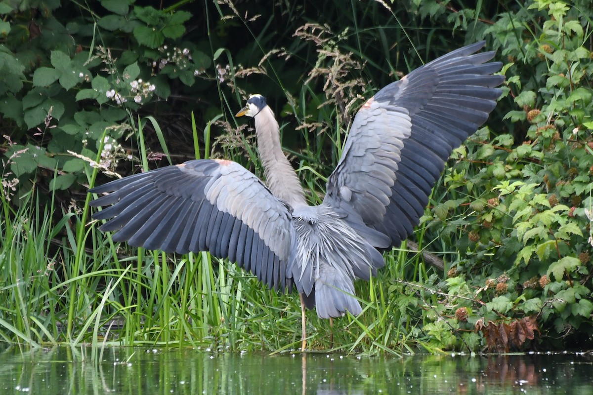 Great Blue Heron (Great Blue) - ML644067378