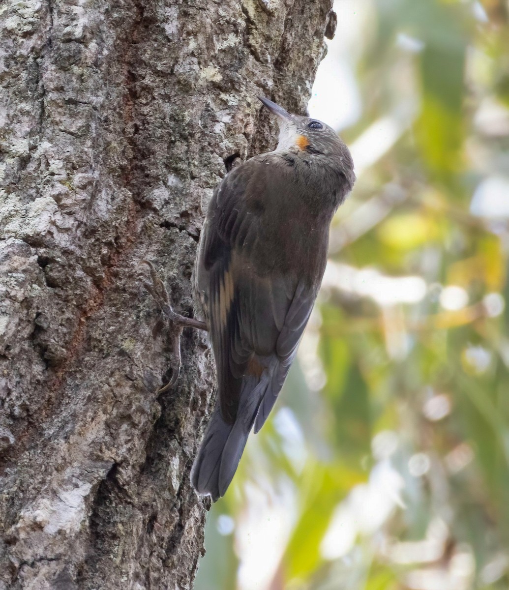 White-throated Treecreeper - ML644067380