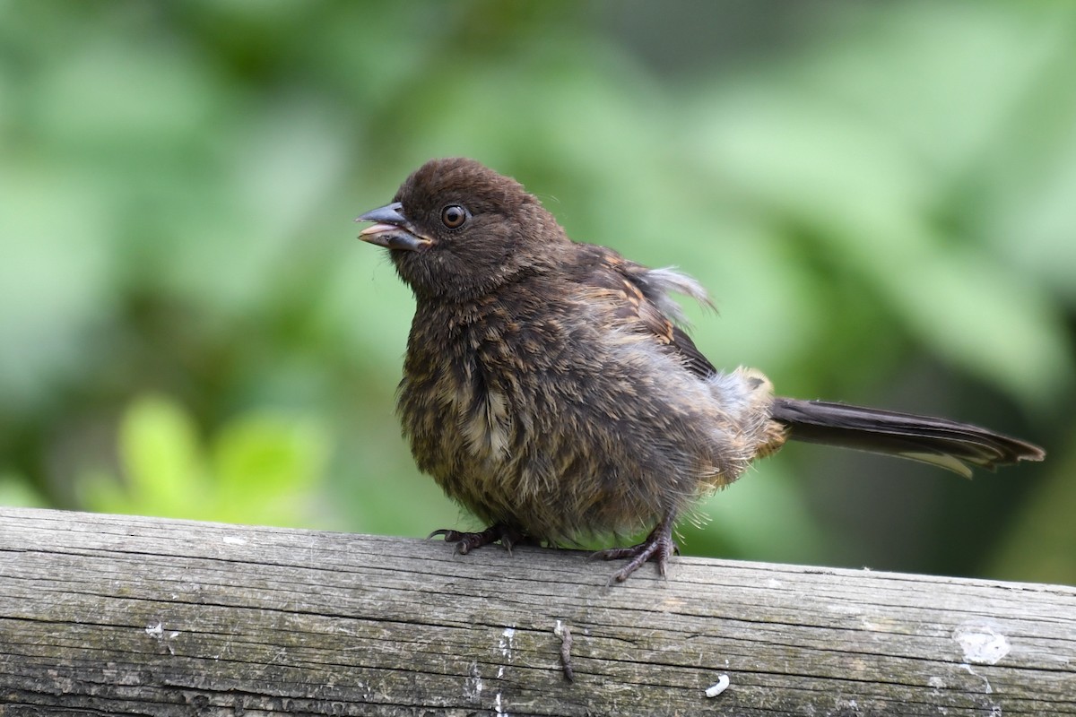 Spotted Towhee - ML644067384