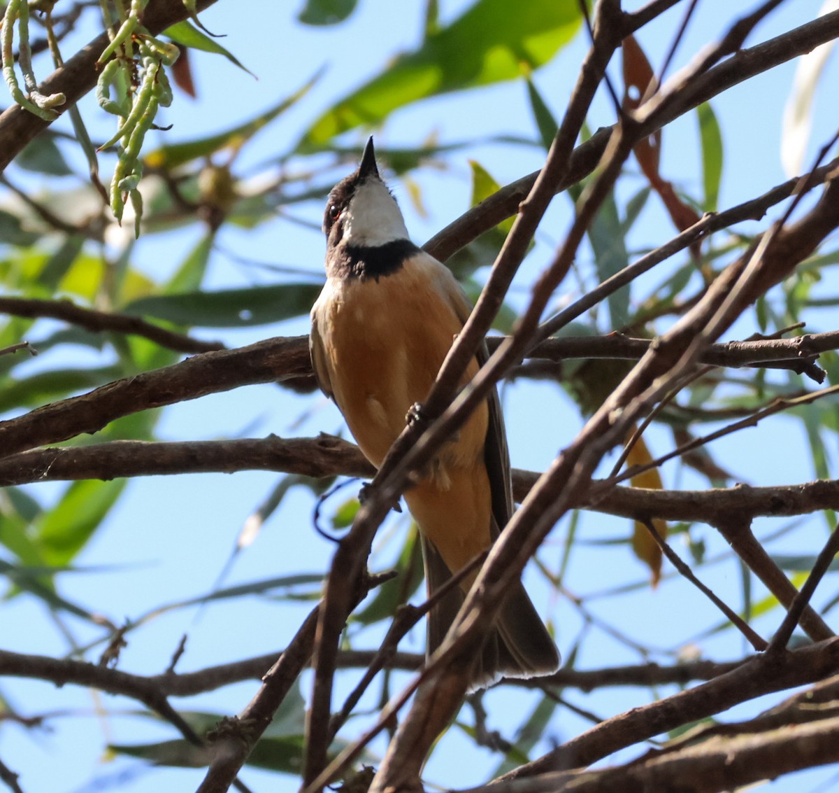Rufous Whistler - ML644067385