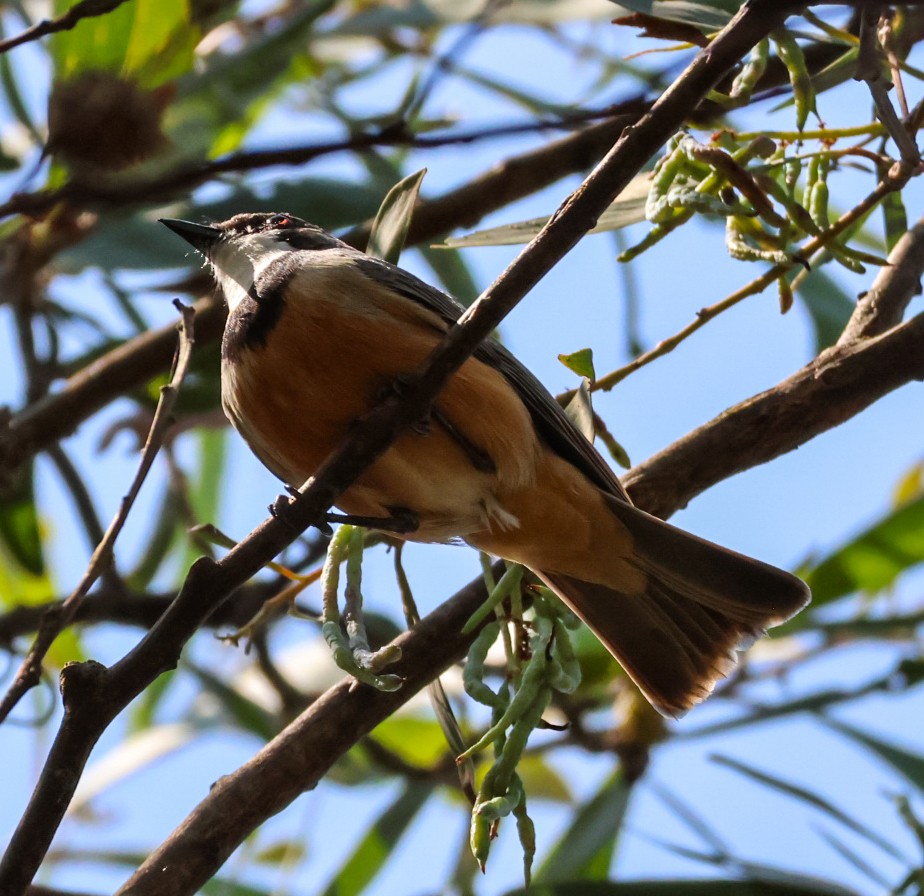 Rufous Whistler - ML644067387