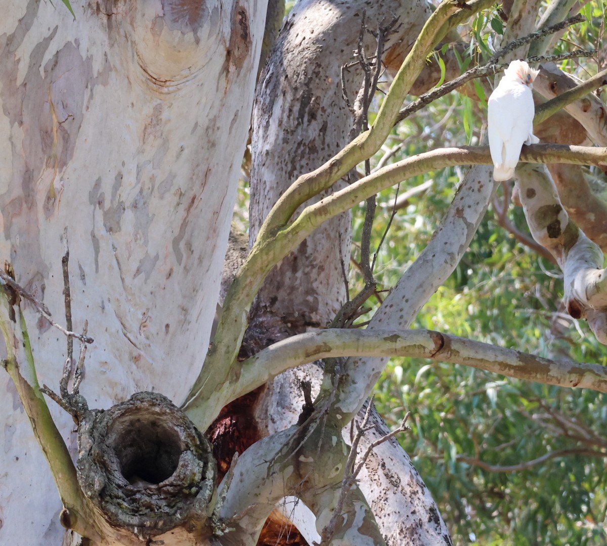 Little Corella - ML644067394