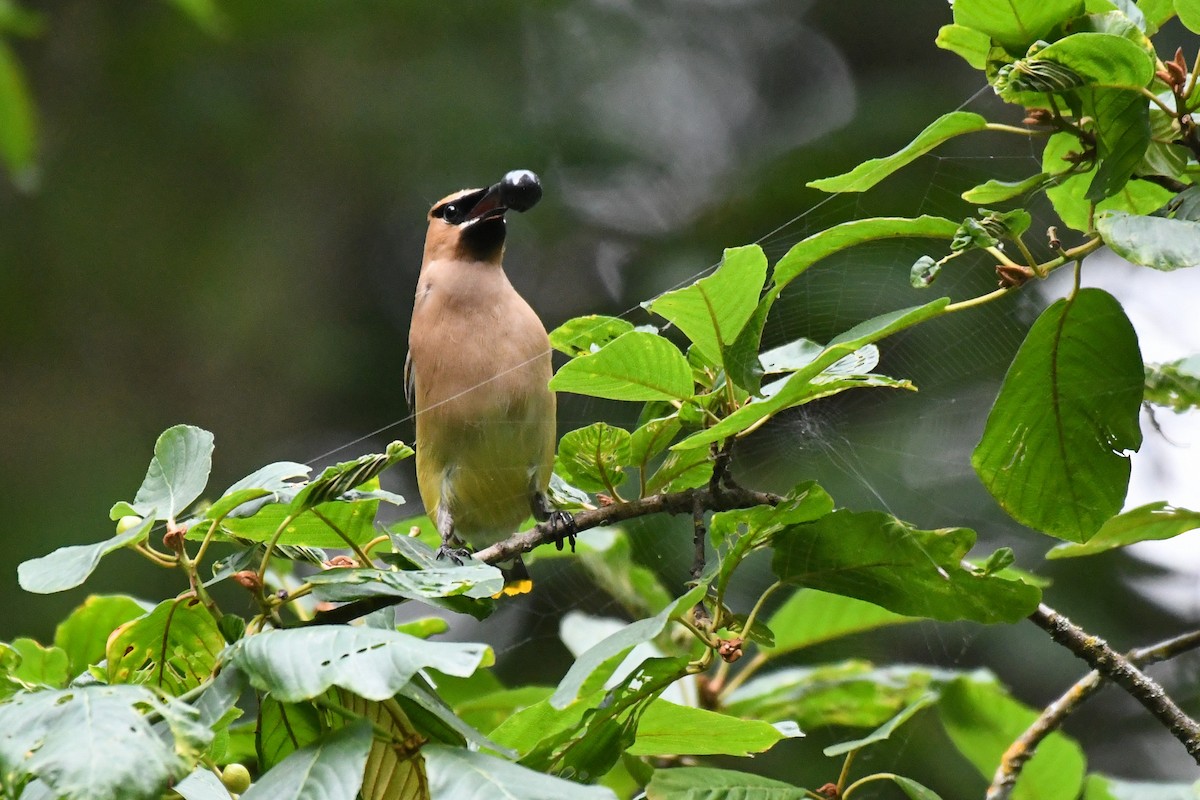 Cedar Waxwing - ML644067395