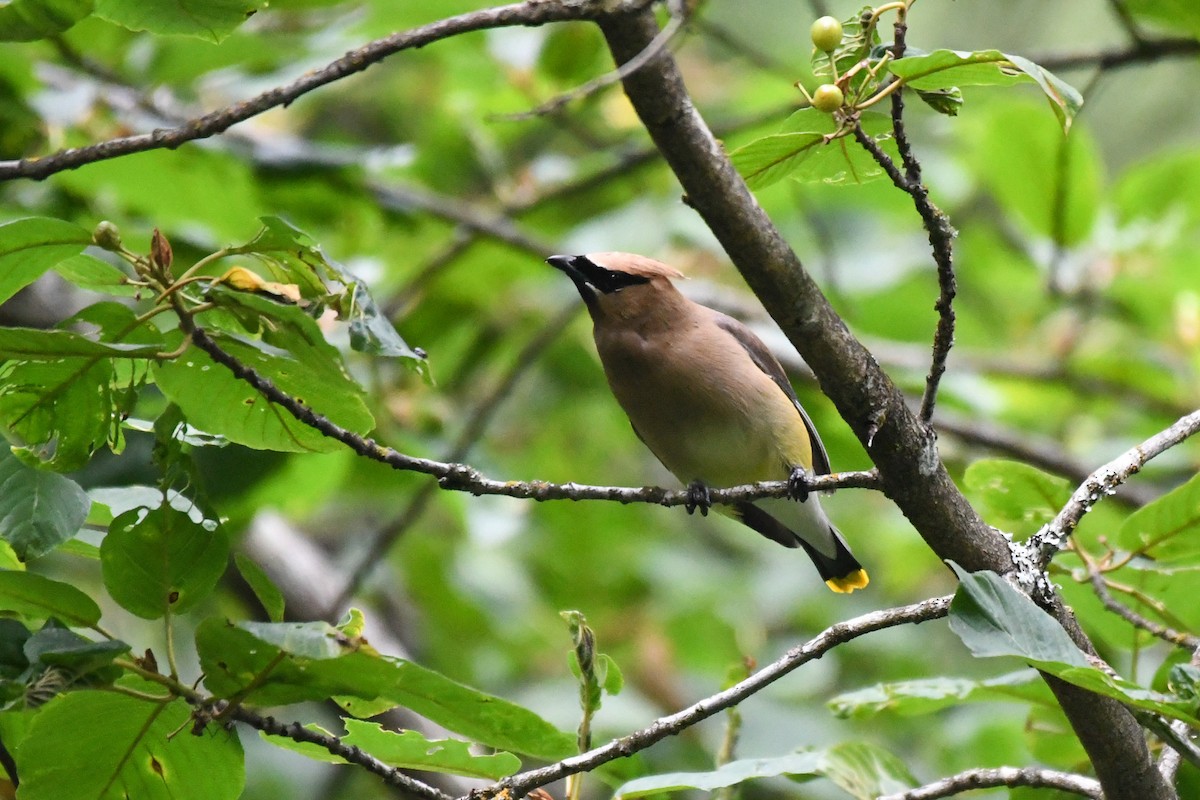 Cedar Waxwing - ML644067396