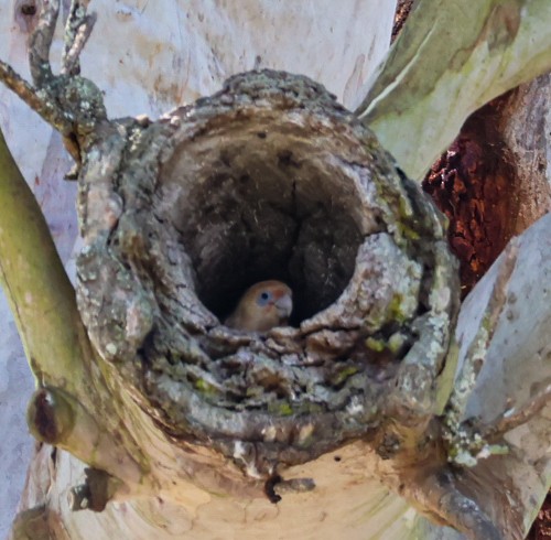 Little Corella - ML644067397