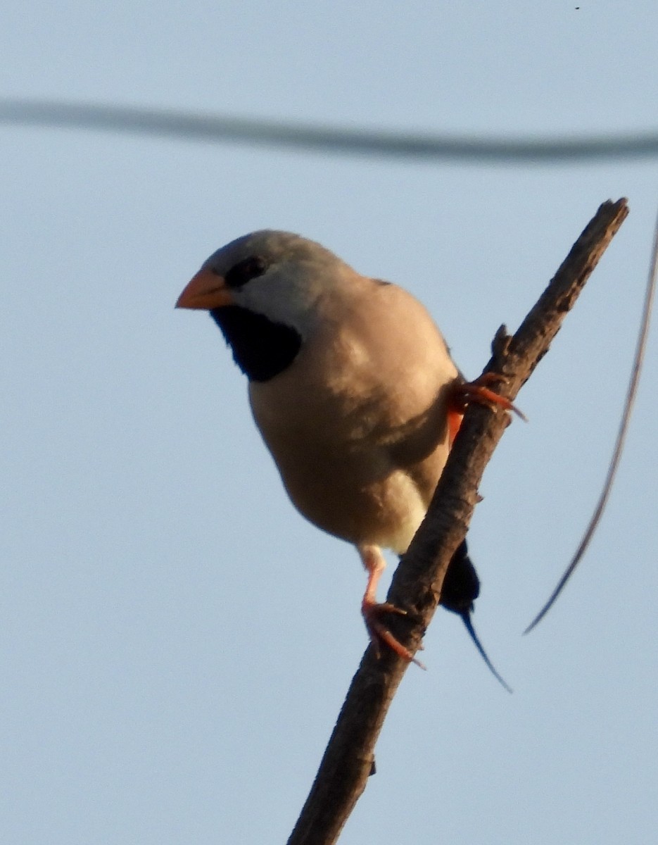 Long-tailed Finch - ML644067398