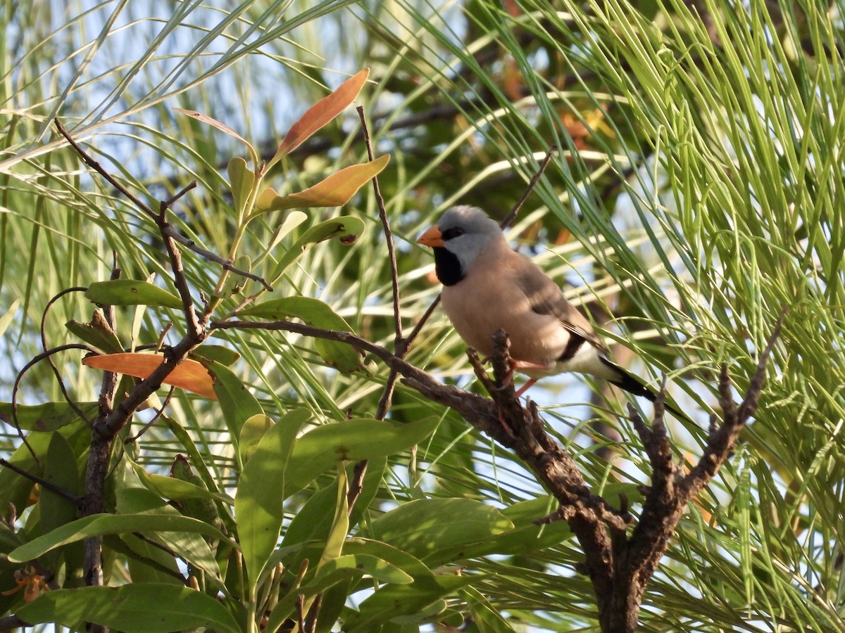 Long-tailed Finch - ML644067399