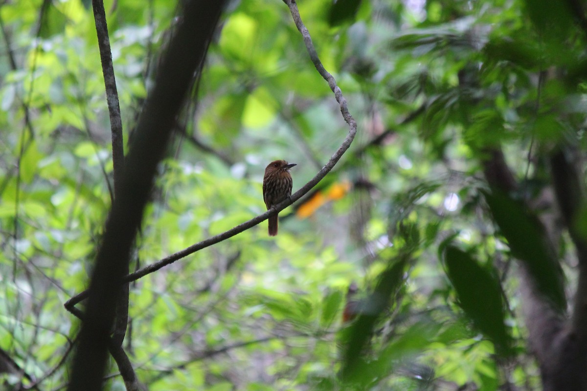 hvitskjeggdovenfugl - ML644067403