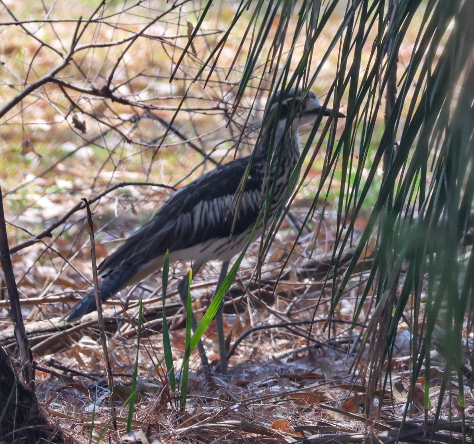 Bush Thick-knee - ML644067404