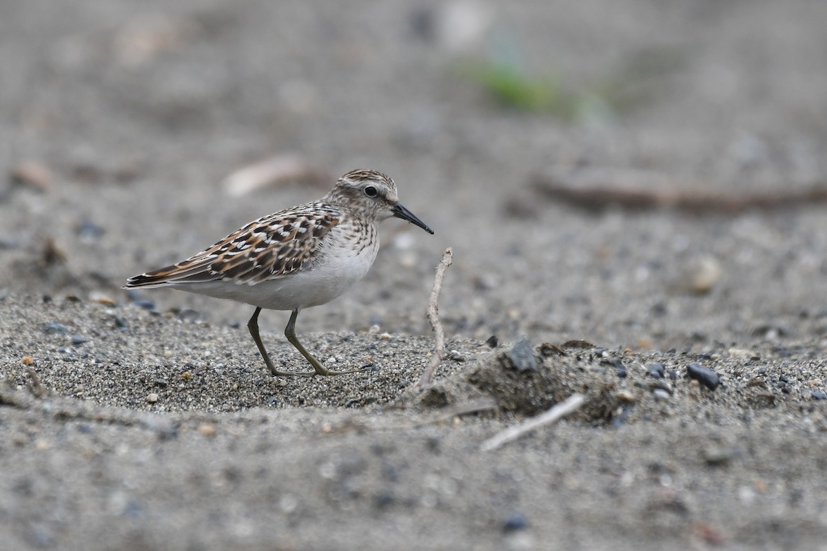 pygmésnipe - ML644067409
