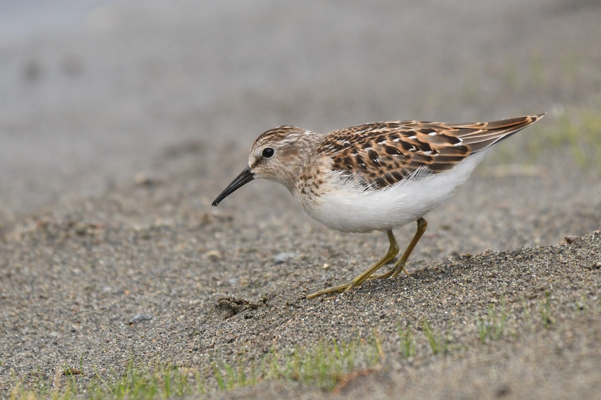 pygmésnipe - ML644067410