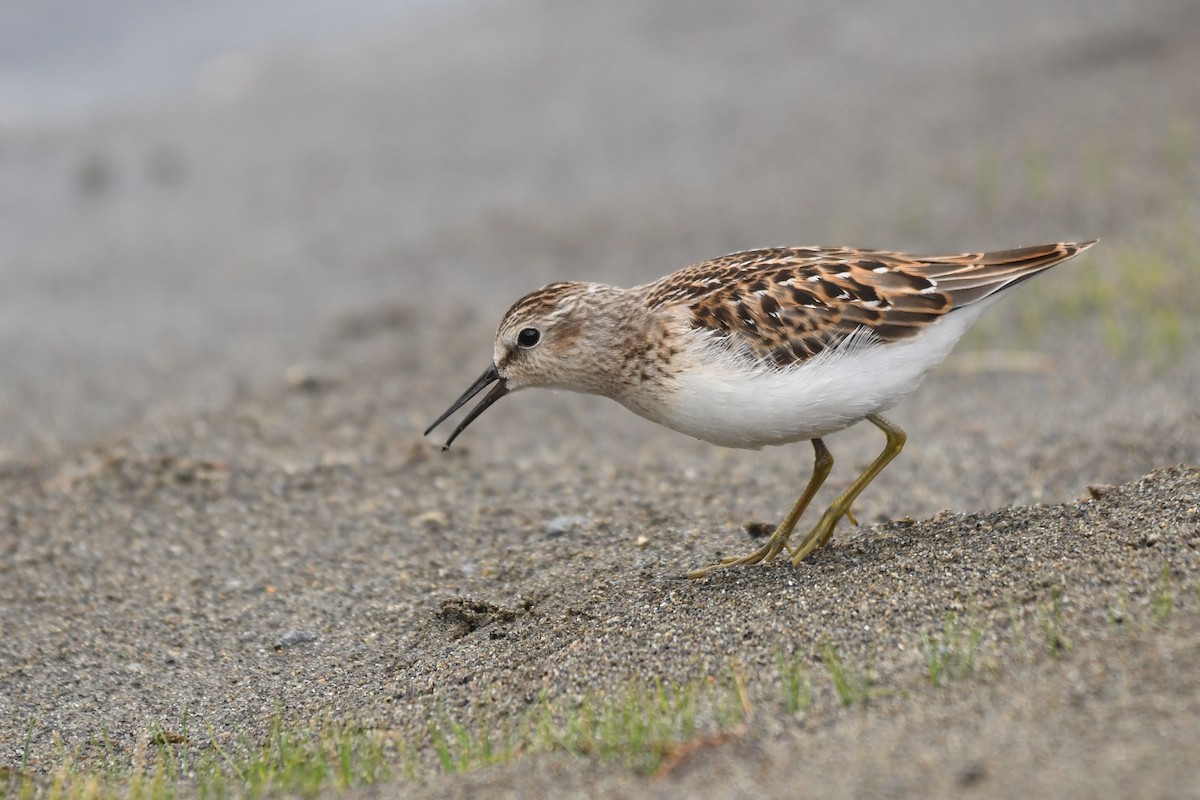 pygmésnipe - ML644067411