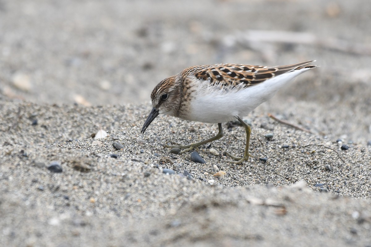 pygmésnipe - ML644067412