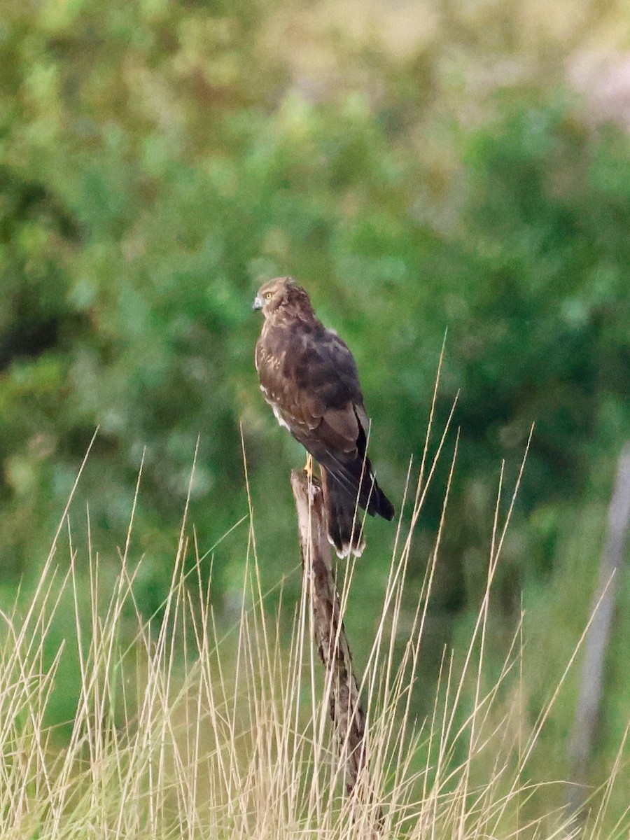 praktkjerrhauk - ML644067422