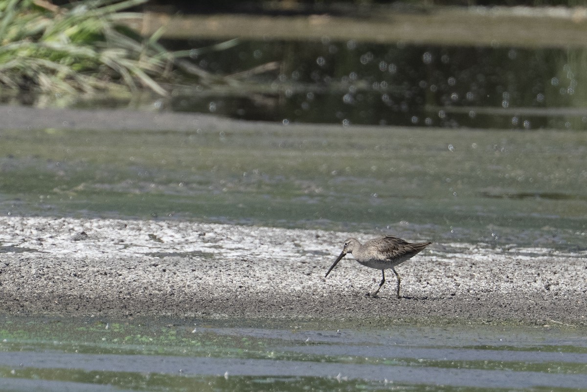 langnebbekkasinsnipe - ML644067429