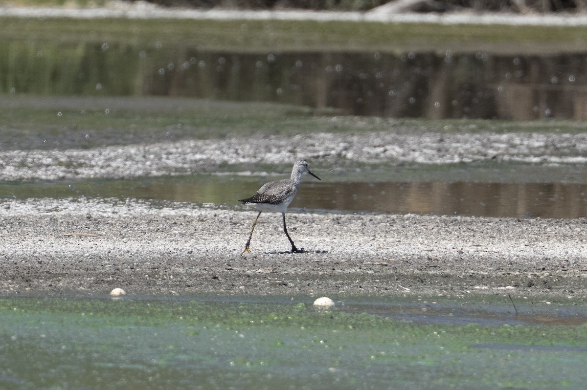 plystresnipe - ML644067430