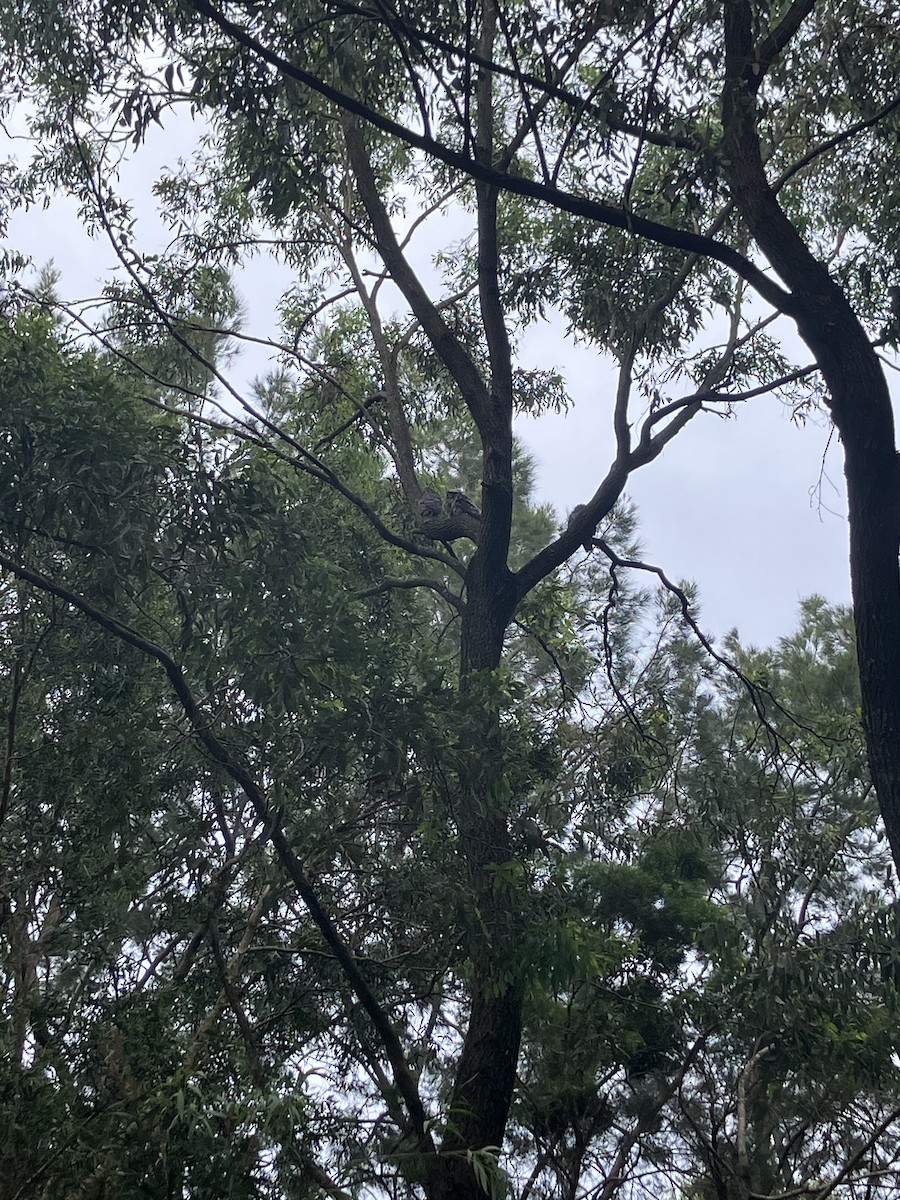 Tawny Frogmouth - ML644067441