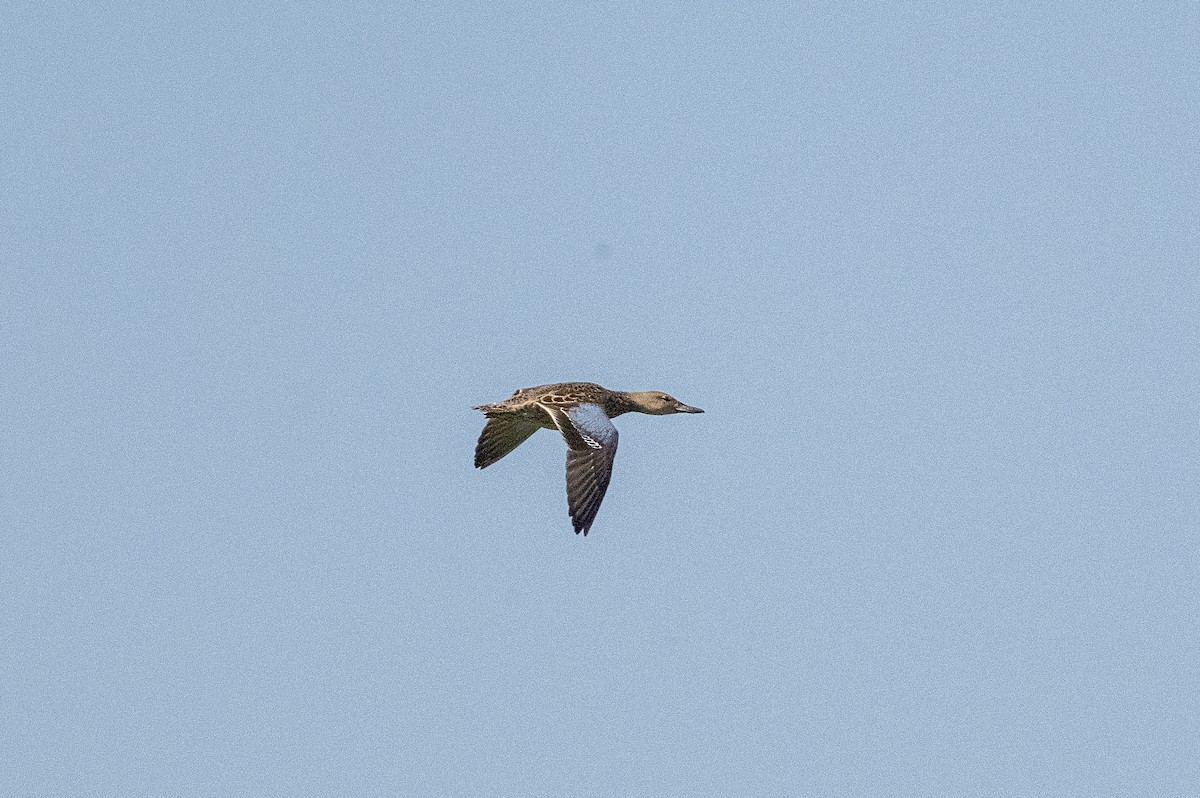 アカシマアジ - ML644067448