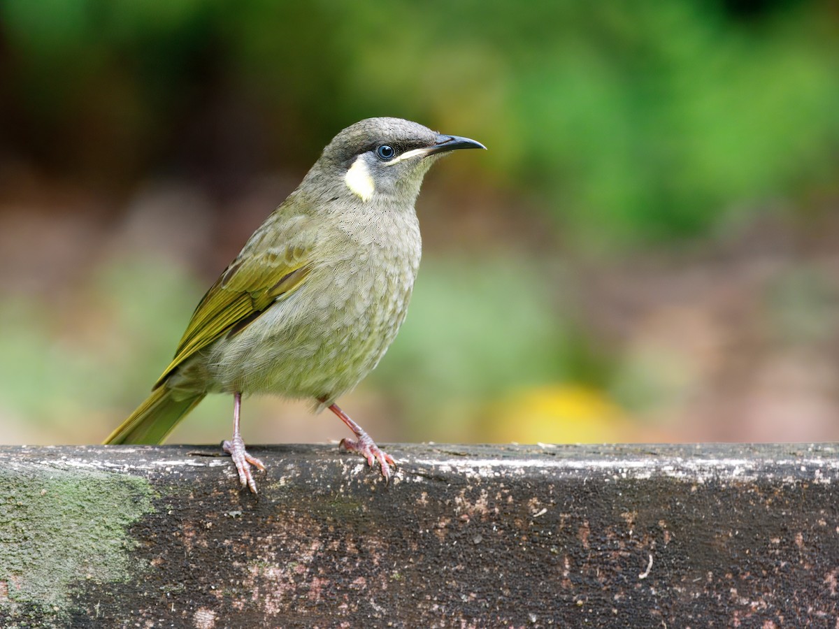 Lewin's Honeyeater - ML644067470