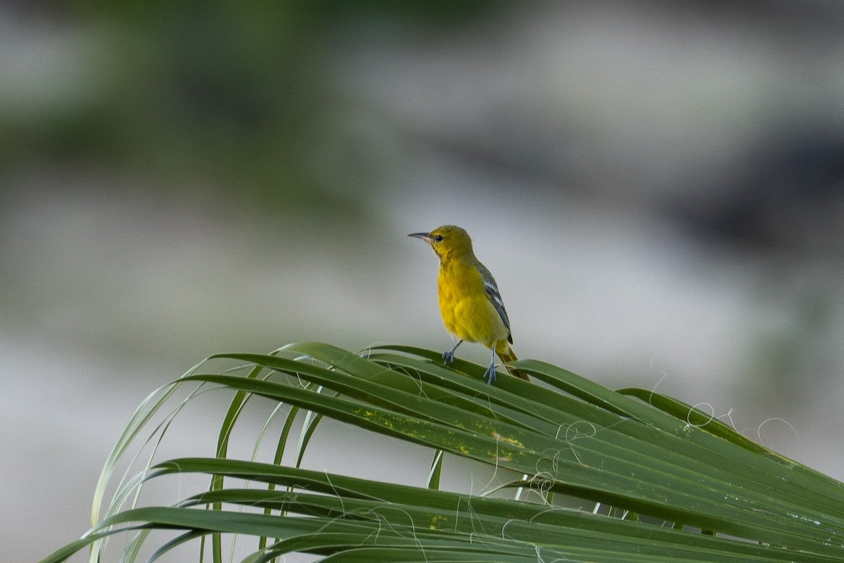 Scott's Oriole - ML644067475