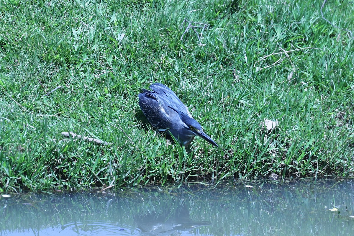 Striated Heron - ML644067477