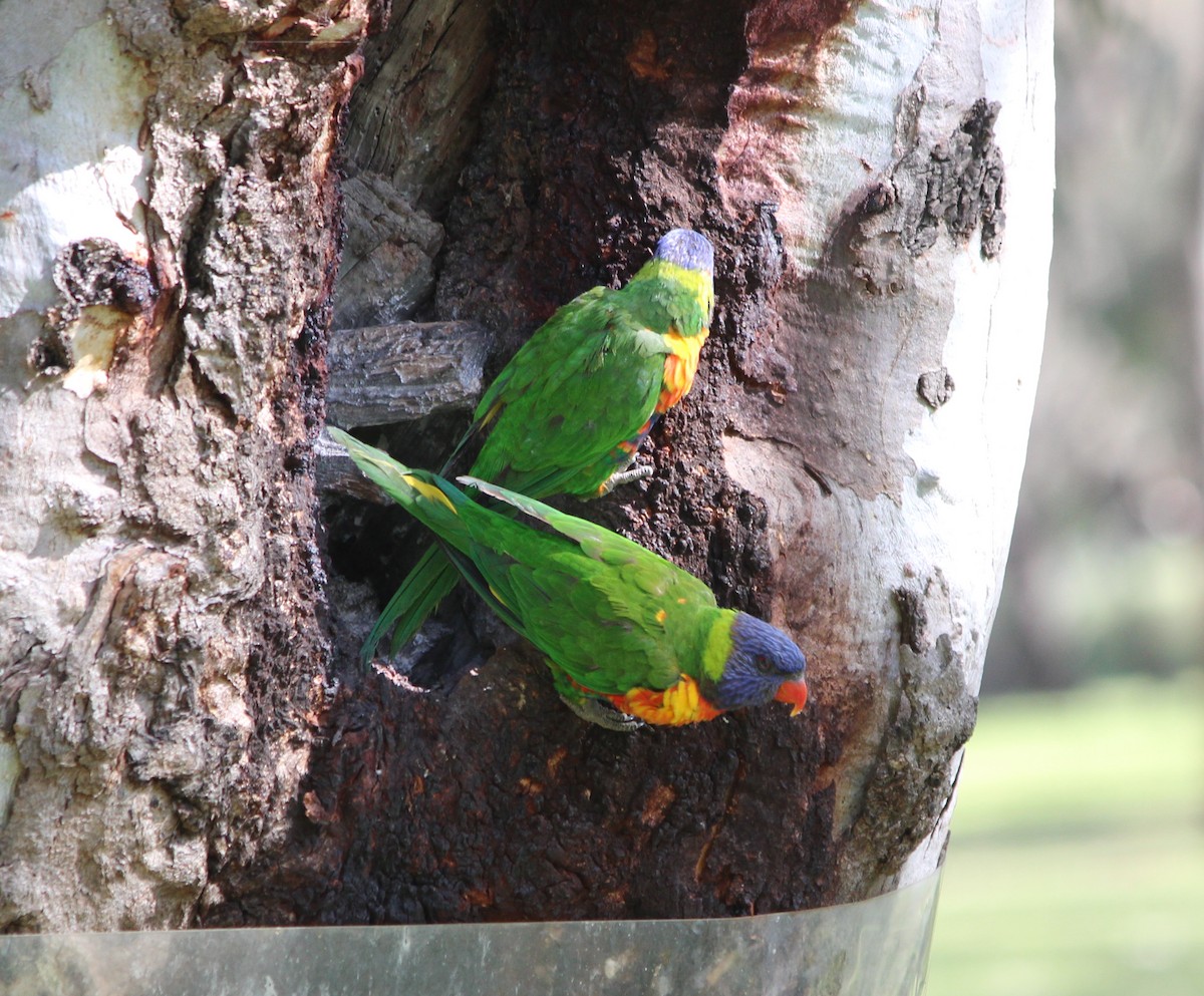 Rainbow Lorikeet - ML644067478
