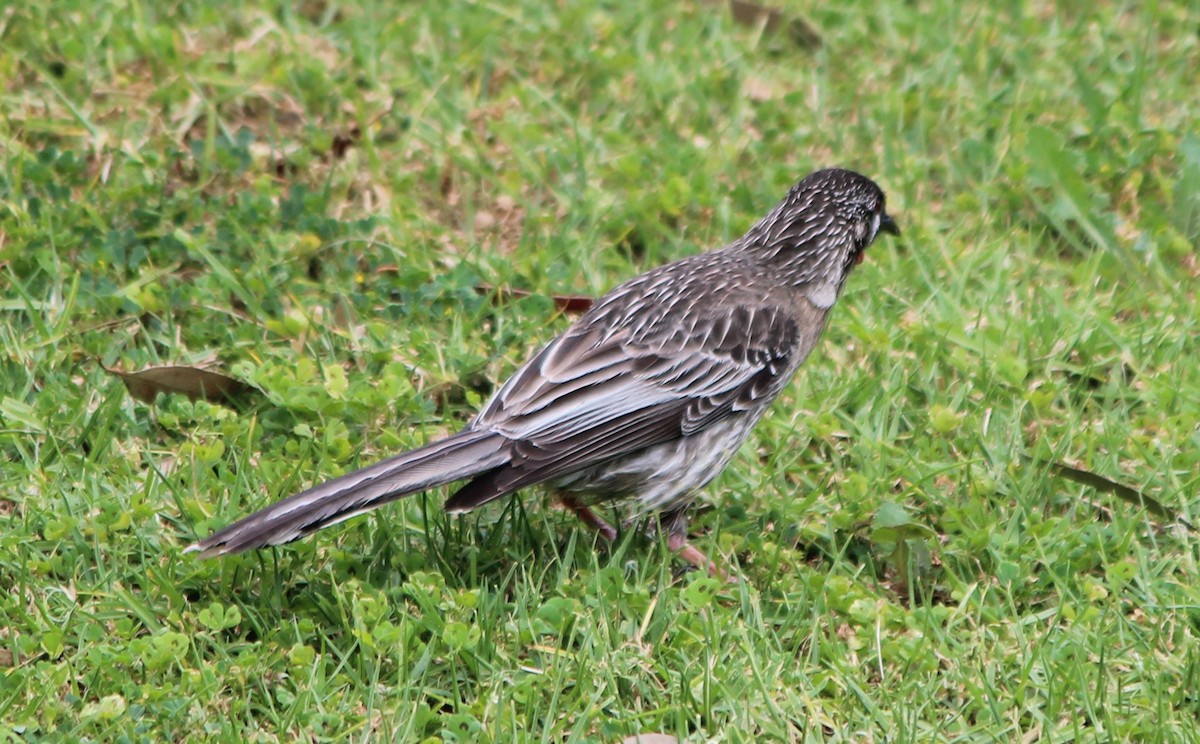 Red Wattlebird - ML644067479