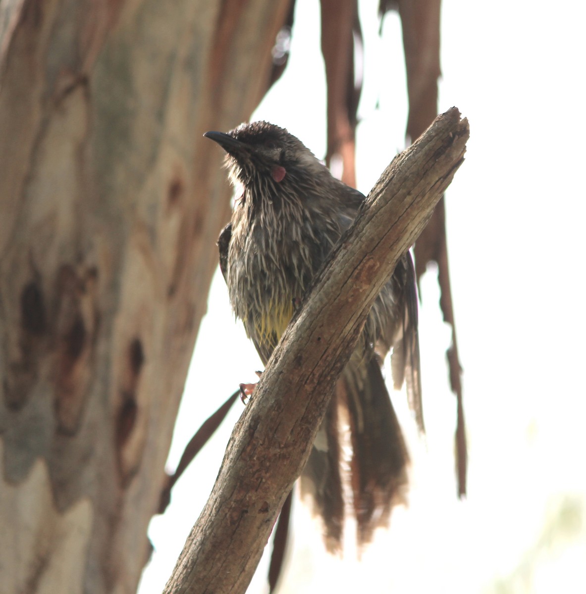 Red Wattlebird - ML644067480