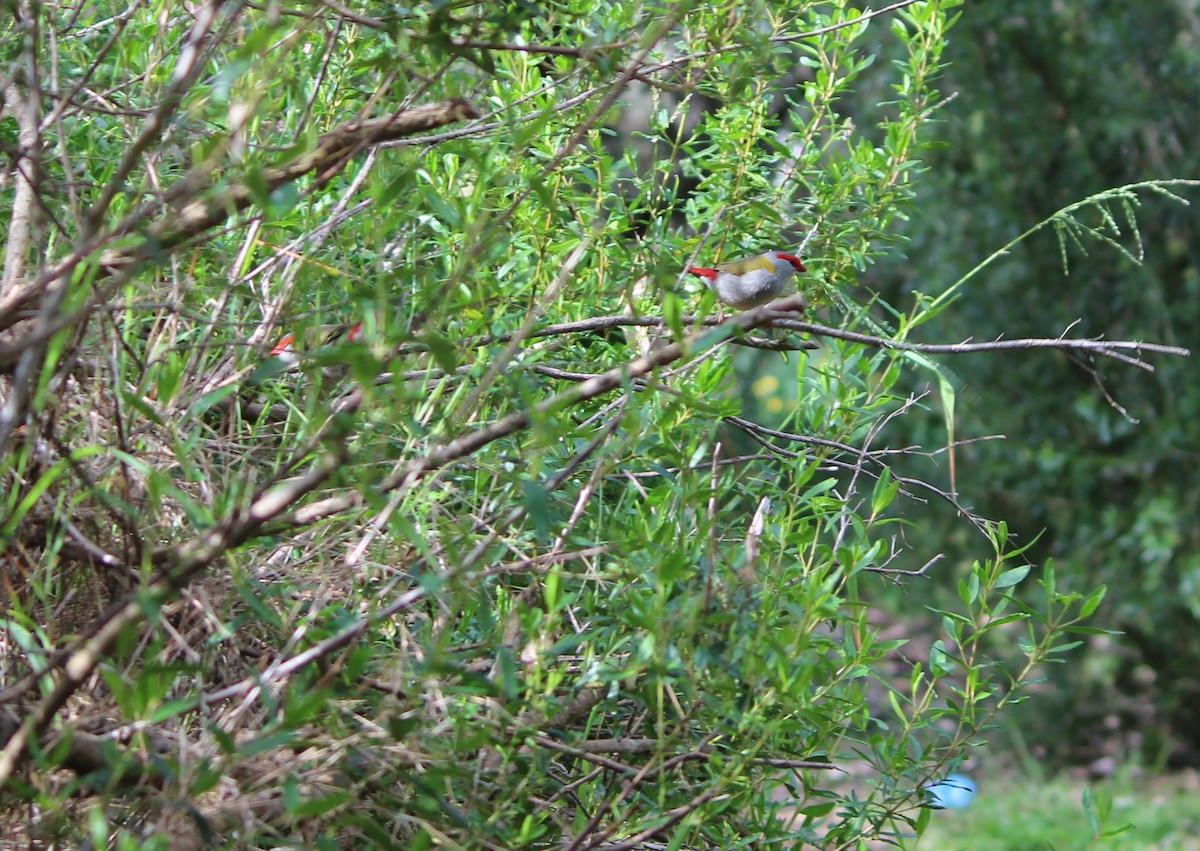 Red-browed Firetail - ML644067482