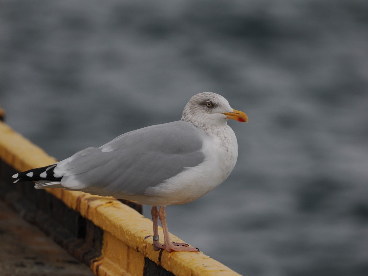 European Herring Gull - ML644067487
