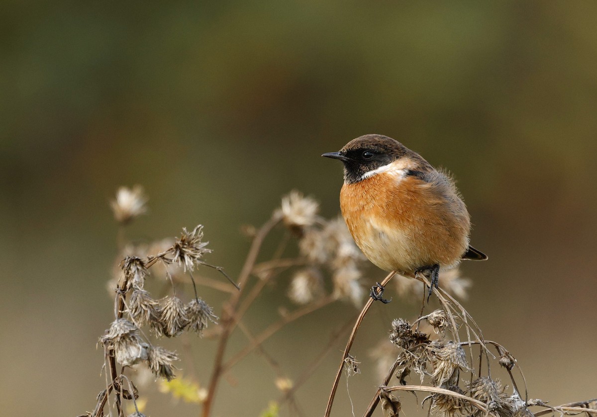 European Stonechat - ML644067502