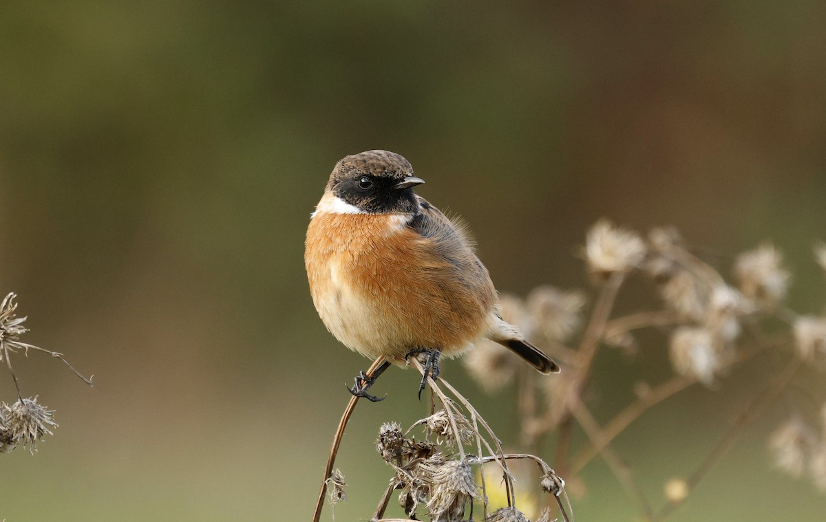 European Stonechat - ML644067505