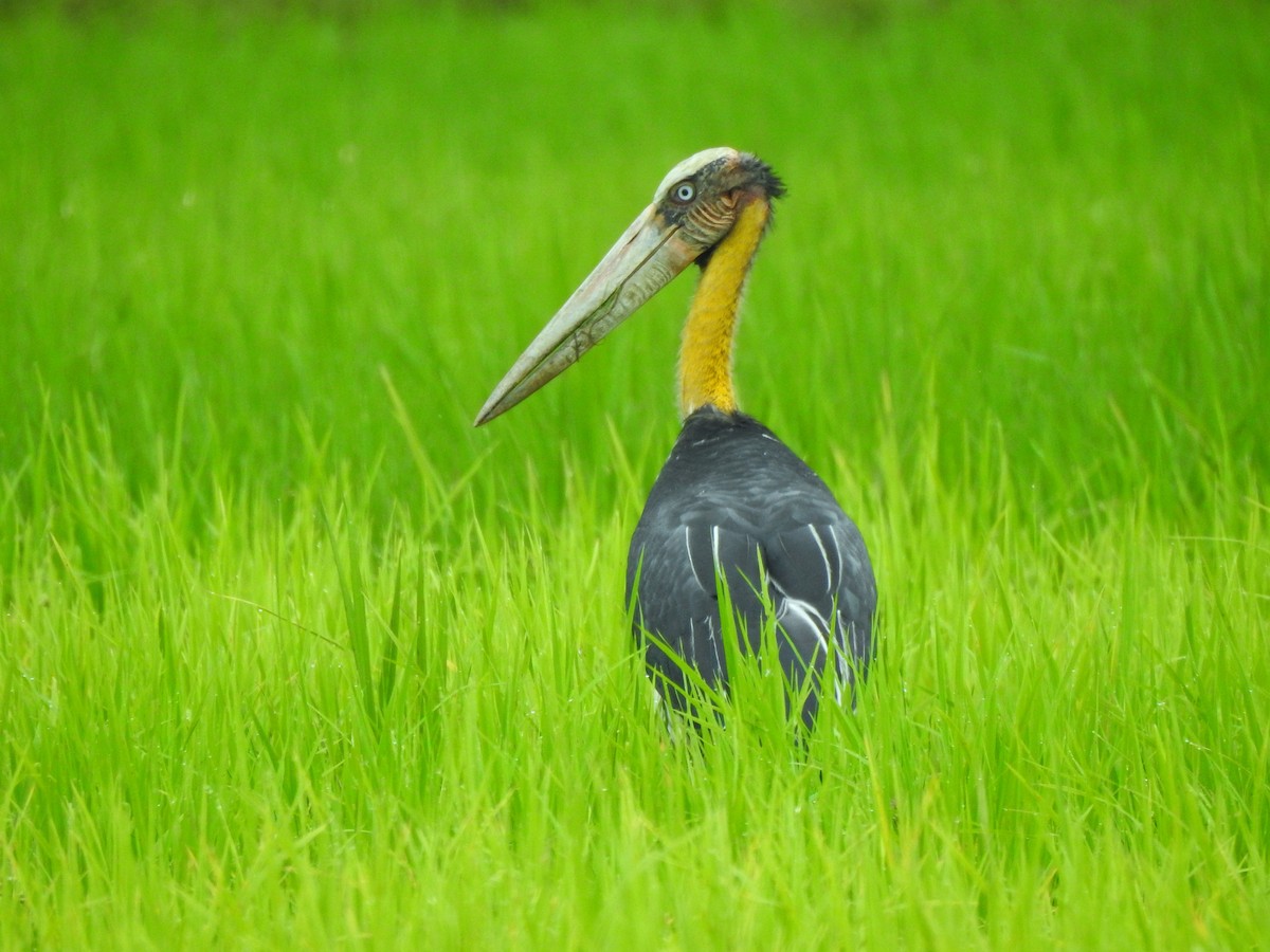Lesser Adjutant - ML644067507