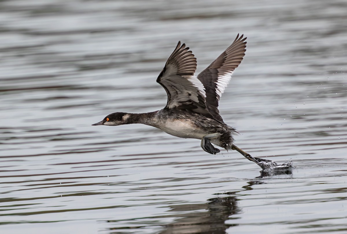 Eared Grebe - ML644067509