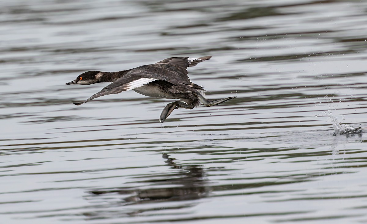 Eared Grebe - ML644067510