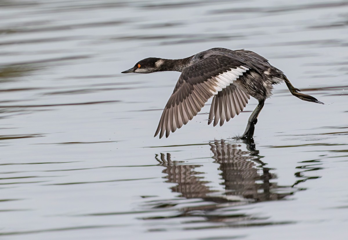 Eared Grebe - ML644067511