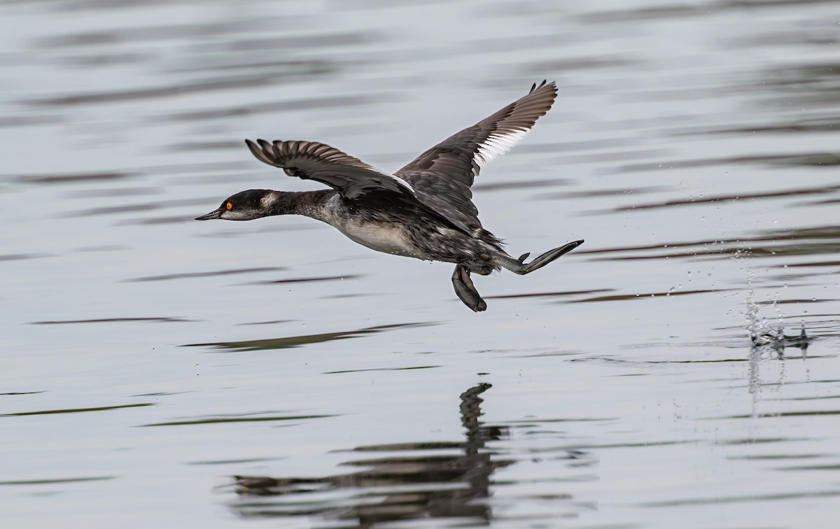 Eared Grebe - ML644067512