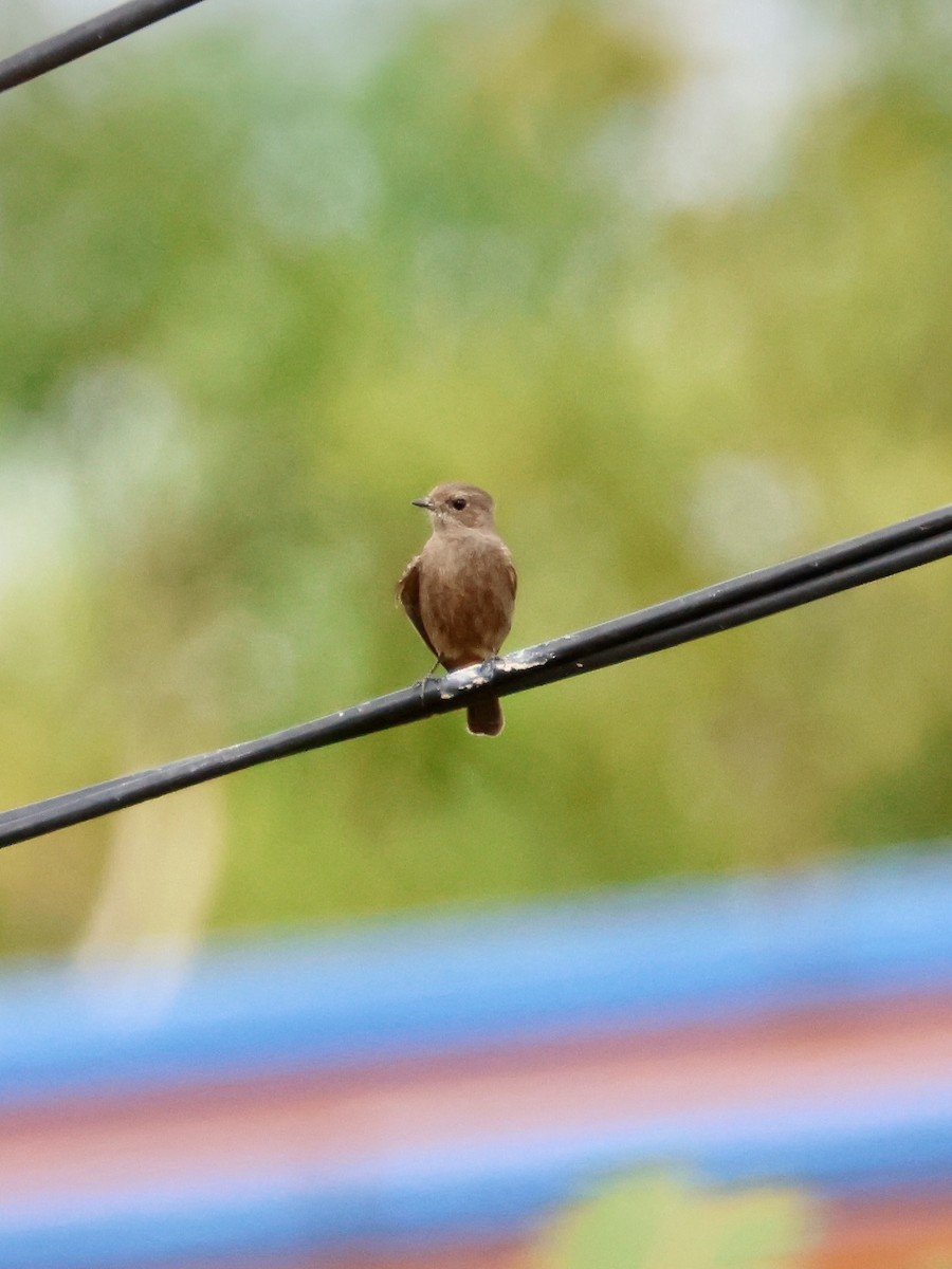 Pied Bushchat - ML644067518